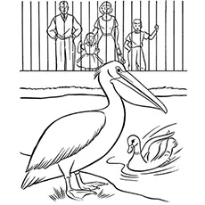 Pelican and duck in zoo coloring pages