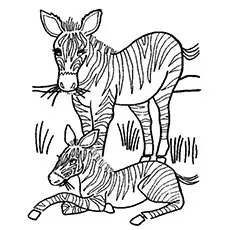 Zebra Eating Grass Coloring Pages