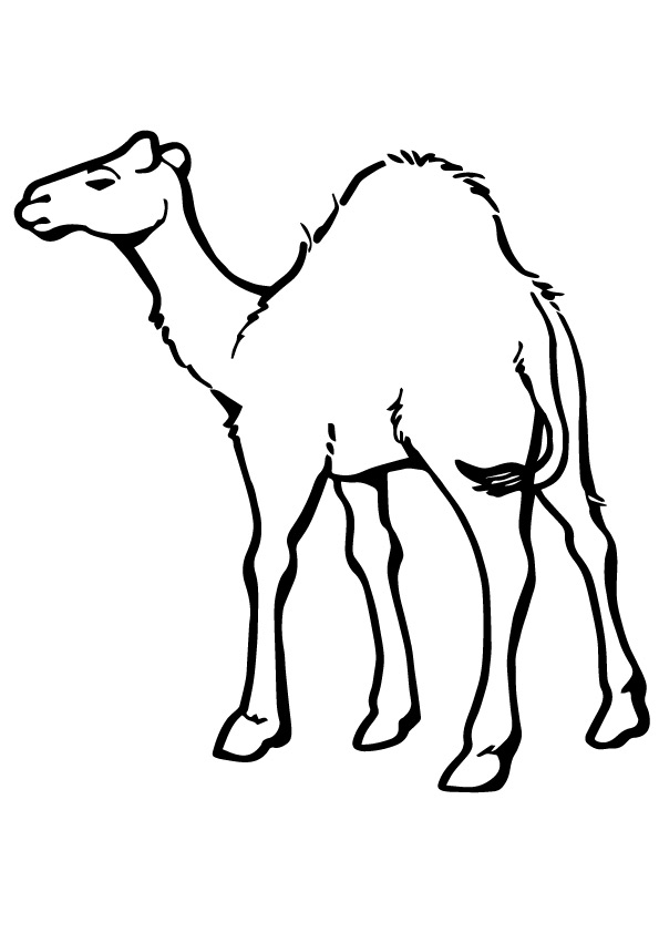camel-preschool-coloring-page