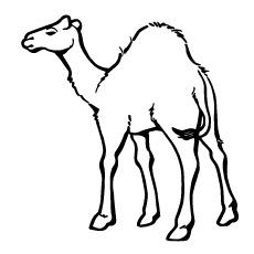 camel-preschool-coloring-page