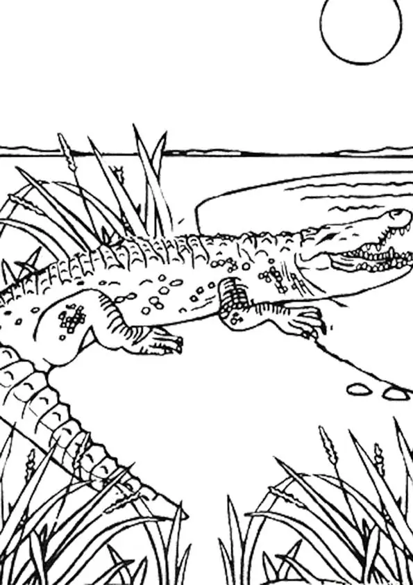 the-crocodail-color-page