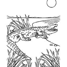 Top 25 Free Printable Wild Animals Coloring Pages Online