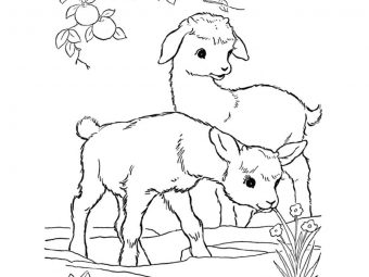 25 Cute Goat Coloring Pages For Your Toddler