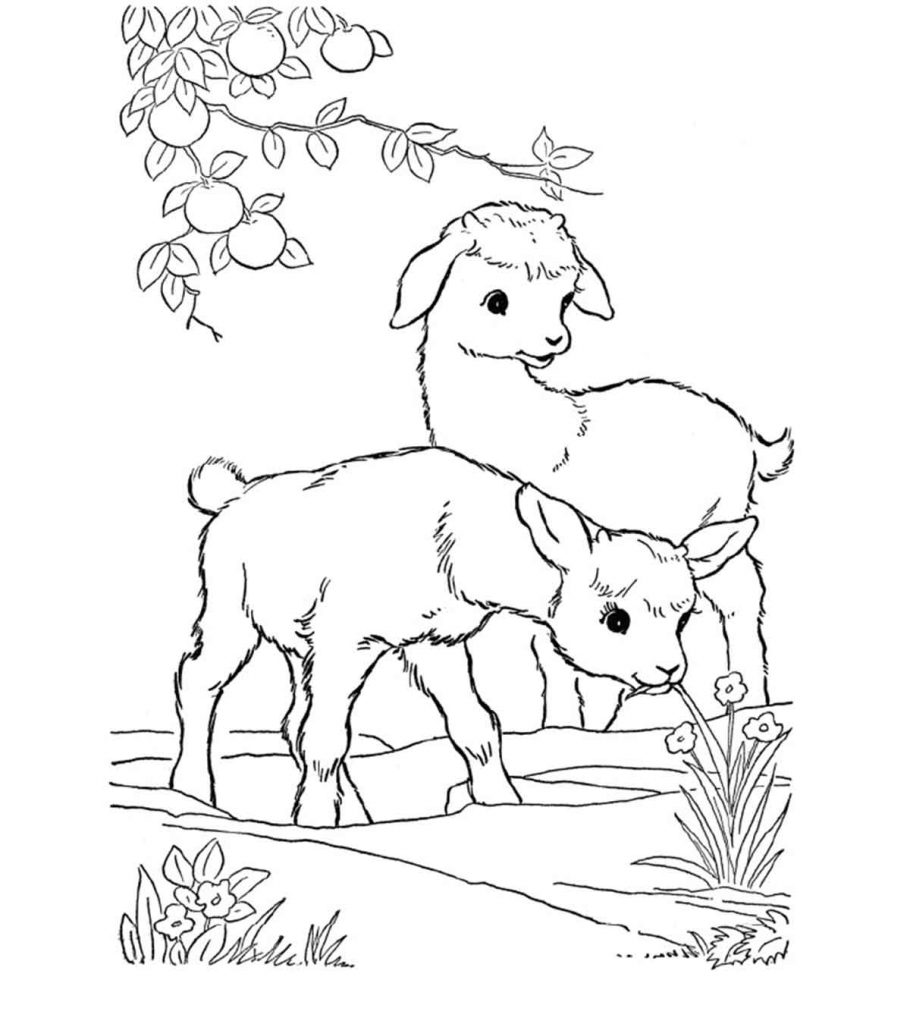 Top 20 Free Printable Goat Coloring Pages Online