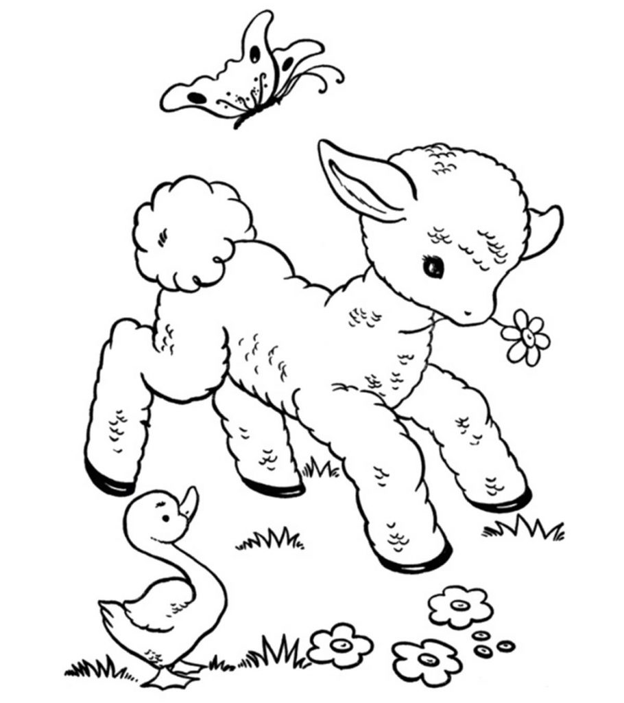Top 20 Free Printable Sheep Coloring Pages Online