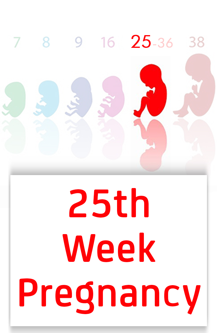Baby Development at 25th Week