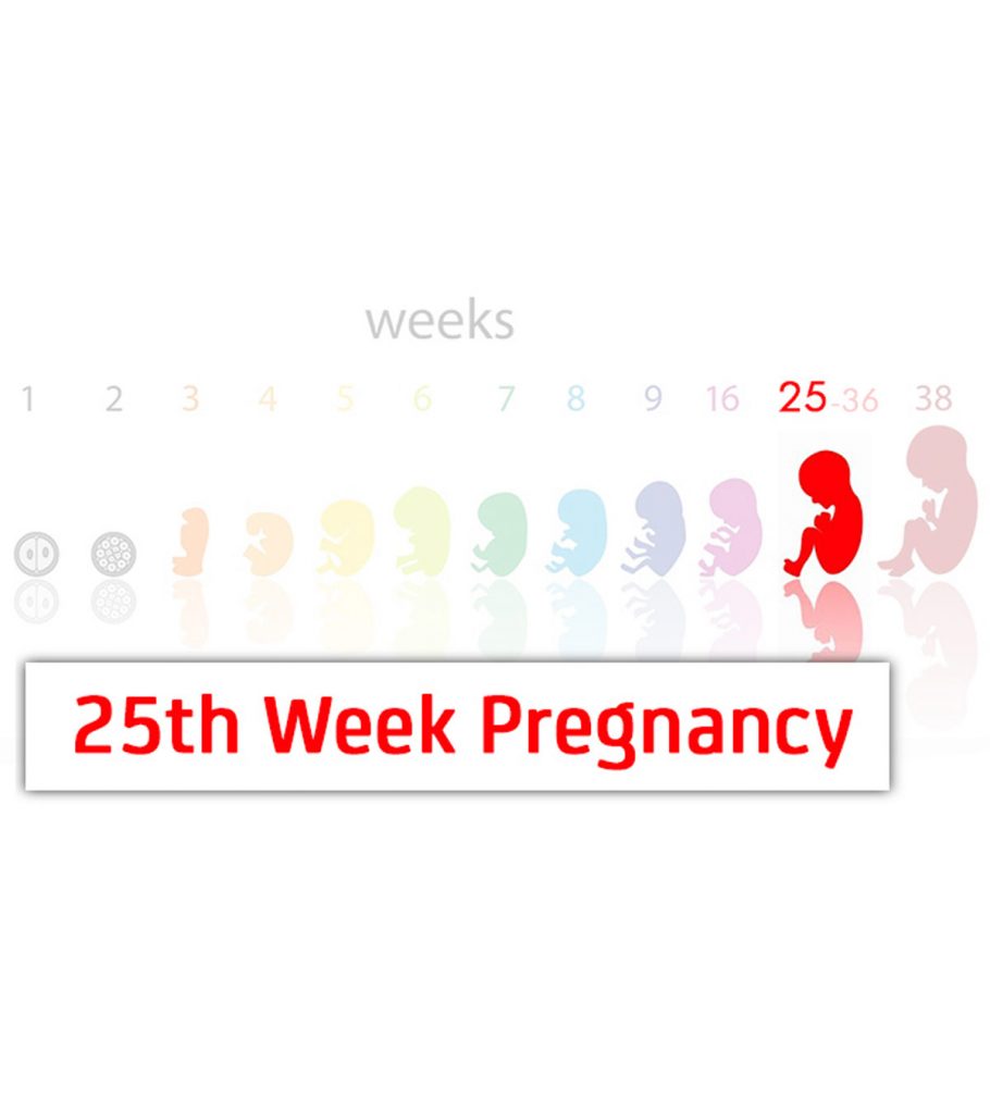 25th Week Pregnancy Symptoms Baby Development And Body Changes