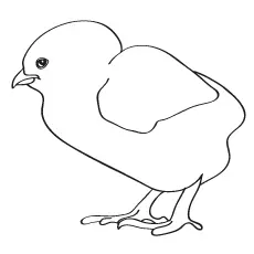 Small Chicks Coloring Pages