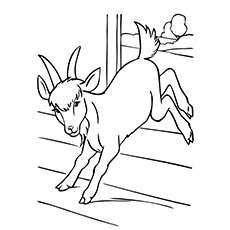 Cute Goat Coloring run Coloring Pages