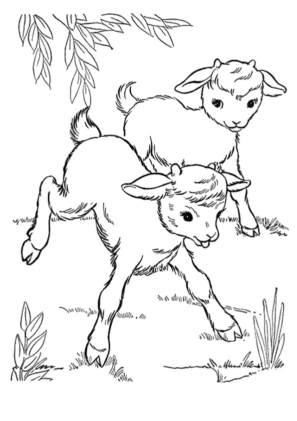 A-Cute-Goat-Coloring-two