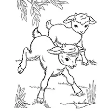 Two goats on a coloring page