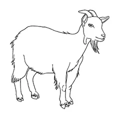 Goat sta on a coloring page