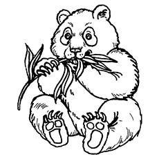 panda bear eating coloring page