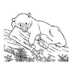 panda bear sleep coloring page