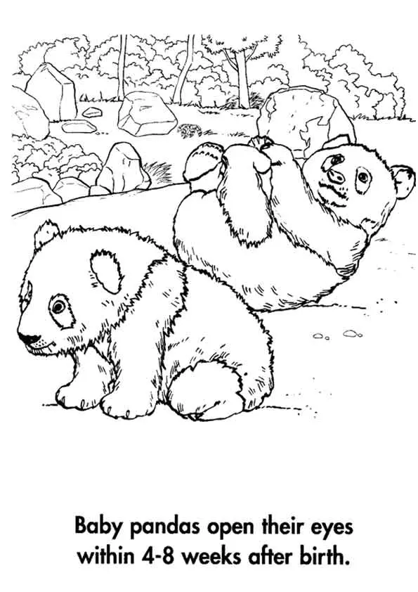 A-Planet-Earth_Panda_Babies