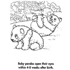 A Planet Earth Panda Bear Babies Coloring Page
