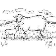 Coloring pages of sheep