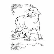 planse desene sheep coloring page_image