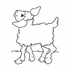 Sheep coloring see page