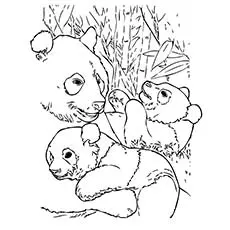 coloring page of baby bear panda