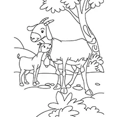 Goat kid on a coloring page