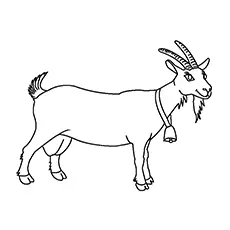 Goat on a coloring page