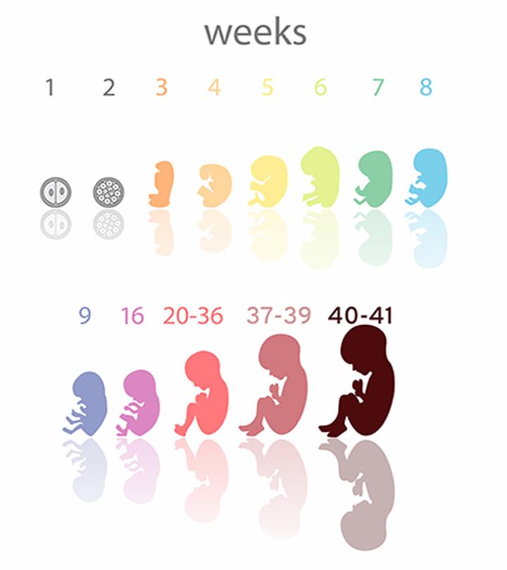 10 weeks left of pregnancy is how many months babycenter