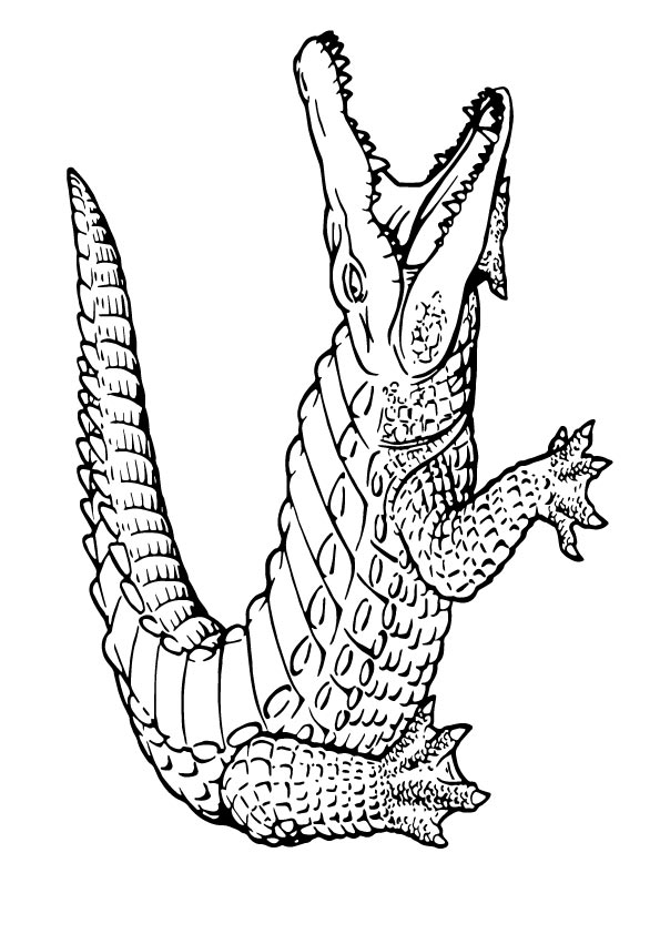 Alligator-Coloring-Page-shout
