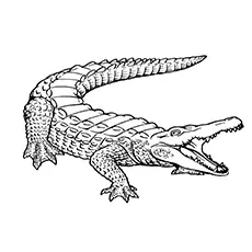 Alligator coloring page Of Shout_image