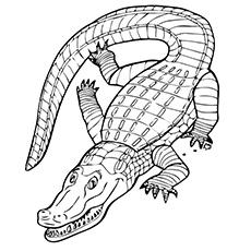 Animals Alligator coloring page