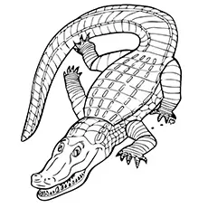Animals Alligator coloring page_image
