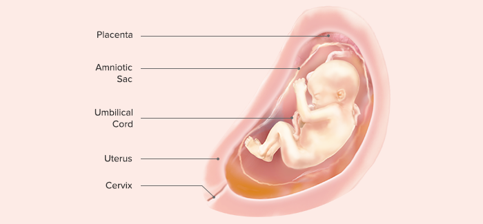 26th-week-pregnancy-symptoms-baby-development-and-tips