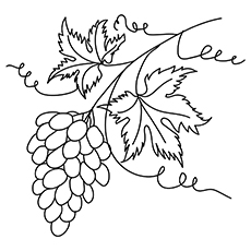 Bunch Of Grapevine coloring page