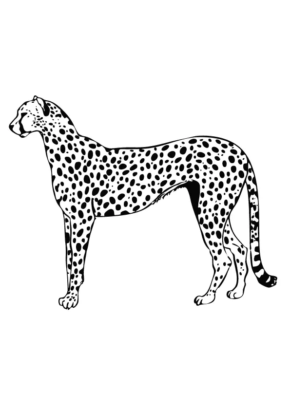 Cheetah-gepard