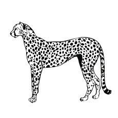 14+ Leopard Coloring Pages