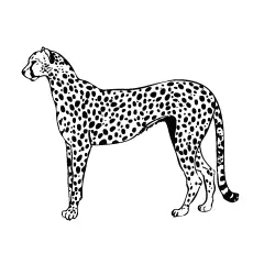 Cheetah Gepard coloring page
