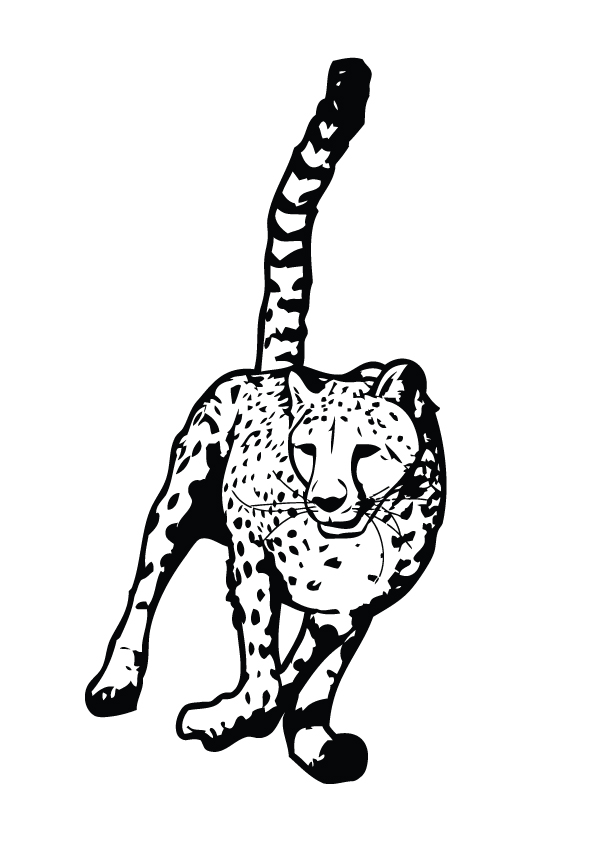 Cheetah-running