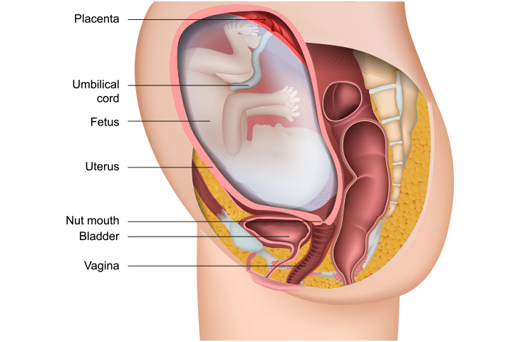 Embryo development, 26th week pregnancy 