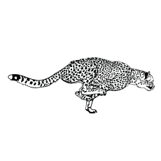 Fast-running-cheetah