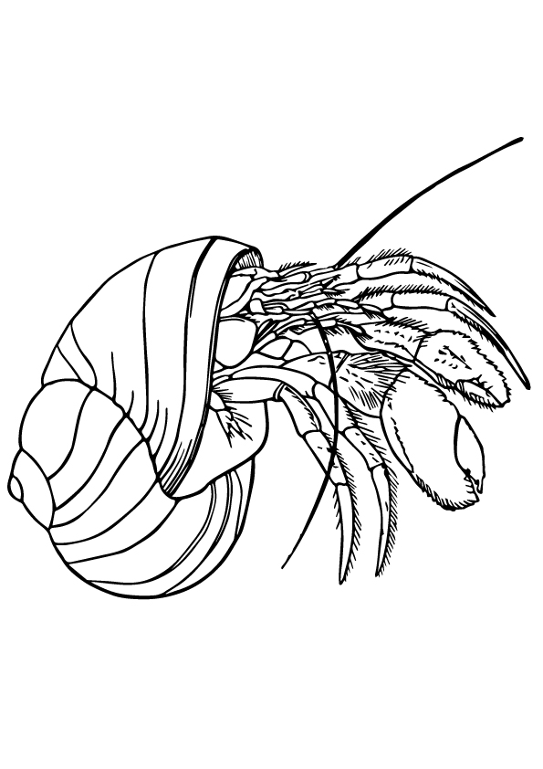 Hermit-Crab-shell