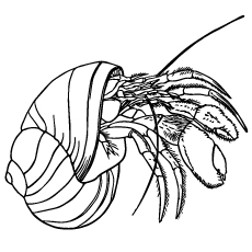 Coloring page of hermit crab shell