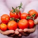 Is-It-Safe-To-Eat-Tomatoes-During-Pregnancy