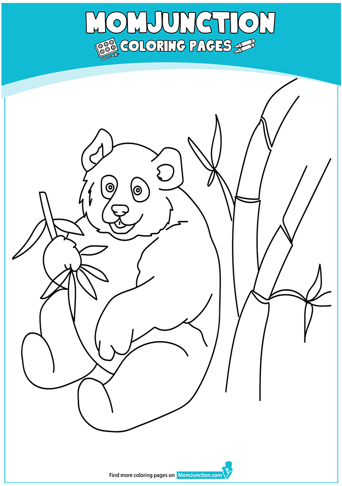 Panda-Bear-Eating-Bamboo-17