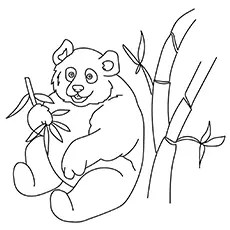 Panda Bear Eating Bamboo coloring page