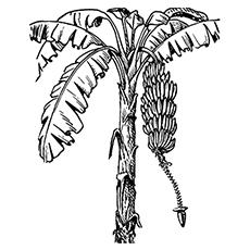 Banana tree coloring page