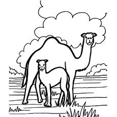 Camel And Offspring coloring page