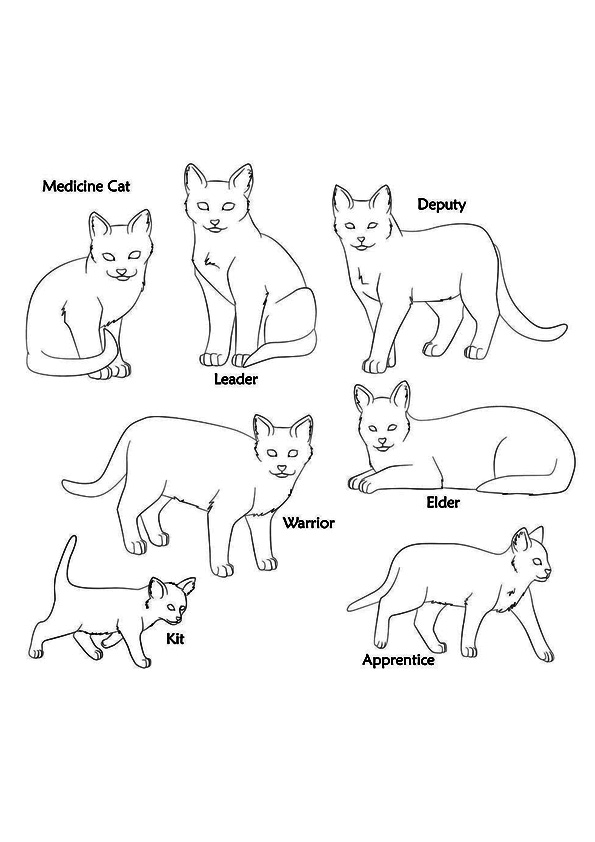 The-Different-Types-Of-Warrior-Cats