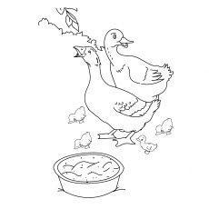 Coloring Page of the Duck