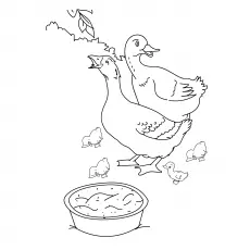 Coloring Page of the Duck