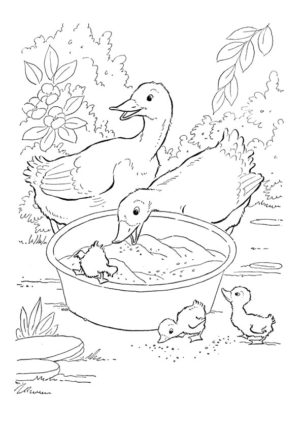 The-Ducks-Eating-Grain